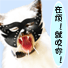 小坏猫