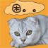 瞌睡猫