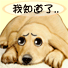 可怜狗狗