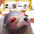 献爱海豹