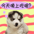 小笨笨