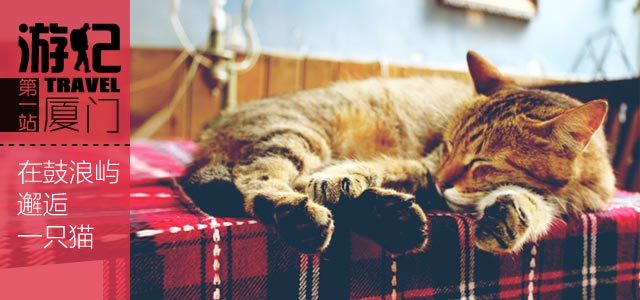 游记：厦门·在鼓浪屿邂逅一只猫