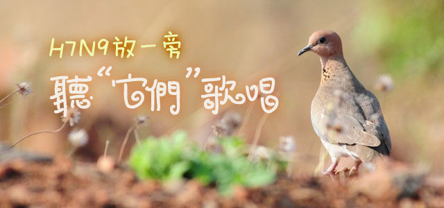 H7N9放一旁，听“它们”歌唱