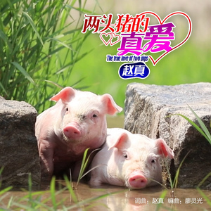 两头猪的真爱(热度:121)由♚欢唱孤雨翻唱，原唱歌手赵真